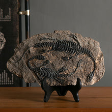 Load image into Gallery viewer, Dinosaur Fossil Decor
