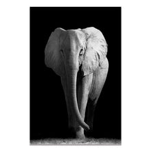 Load image into Gallery viewer, Black &amp; White Wildlife
